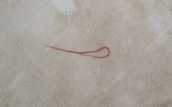 紅線蟲是什么樣子的？紅線蟲有什么作用？(2)