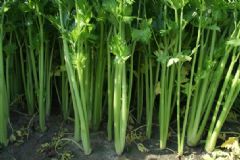 芹菜是那個季節的？芹菜哪個季節吃最好？[多圖]