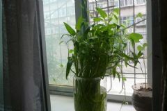 空心菜可以水培嗎？空心菜放在水里能活嗎？[多圖]