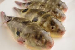 河豚的皮可以吃嗎？河豚魚的皮中有什么營養？[圖]