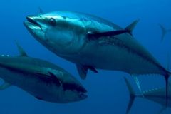 金槍魚有什么營養？金槍魚的營養價值[圖]
