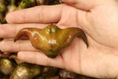 菱角長在哪里？菱角是長在什么地方？[多圖]
