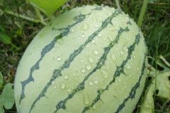 西瓜淋雨了會怎么樣？西瓜淋雨會壞嗎？[多圖]