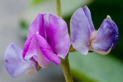 豌豆是什么顏色的花？豌豆開花是什么顏色？[多圖]