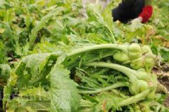 榨菜葉子能吃嗎？榨菜葉子怎么吃？[多圖]