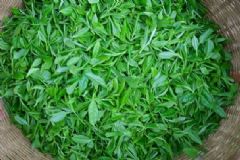 茶葉能促進(jìn)新陳代謝嗎？哪些小方法能抗皺緊膚？[圖]
