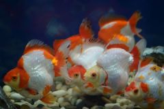 老年人養(yǎng)金魚好不好？老年人養(yǎng)金魚的好處有哪些？[多圖]