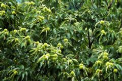 板栗樹什么時候開花？板栗樹的花期是什么時候？[多圖]