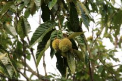 板栗樹種植幾年結果子？板栗樹需要嫁接嗎？[多圖]