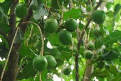 夏威夷果長在什么樹上？夏威夷果樹生長環(huán)境是怎樣的？[多圖]