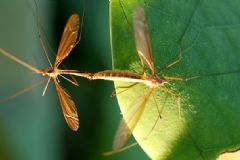 蚊子在哪里產卵？蚊子在土里產卵嗎？[多圖]