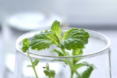 薄荷可以放在臥室嗎？薄荷放在臥室好嗎？[多圖]