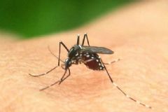 蚊子是公的咬人還是母的？咬人的蚊子是公的還是母的？[多圖]