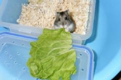 倉鼠吃生菜嗎？倉鼠能吃生菜嗎？[多圖]