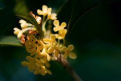 桂花有什么作用？桂花可以治療哪些疾病？[多圖]