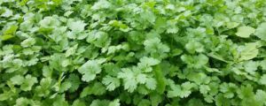 陽臺香菜的種植方法 香菜籽最佳的種植時間一般在春秋季節