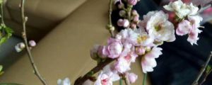 梅花壓條一般在幾月份，梅花的高壓繁殖方法