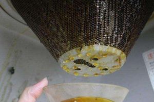 油煙機(jī)的“廢油”可別扔，用它當(dāng)花肥，花呼呼長不停