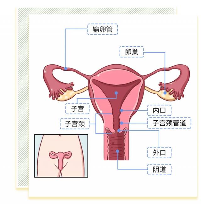 女人陰道是什么樣子的圖片科普 陰部真實構造解剖結構圖