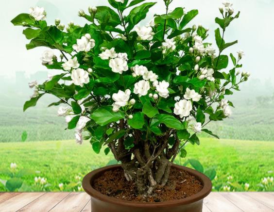 養茉莉花的風水禁忌 正確擺放招財旺運凈化室內空氣