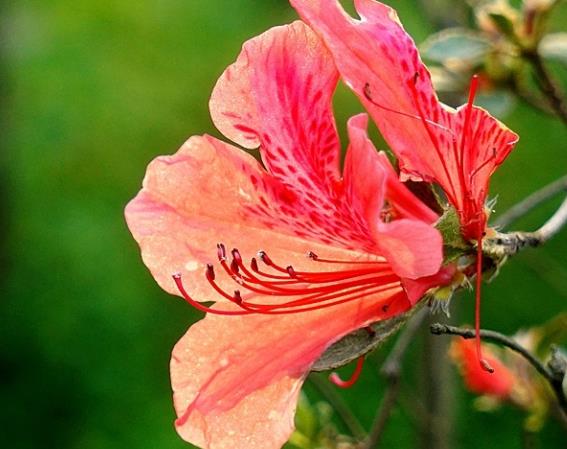 杜鵑花一年開幾次花 三種花期,根據生長環境開花