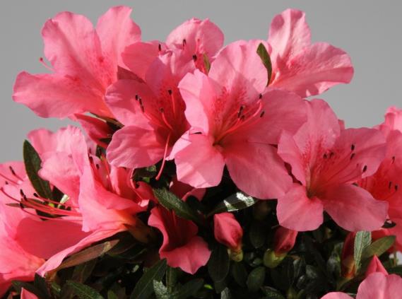 杜鵑花養幾年開花 扦插或嫁接第二年或更久