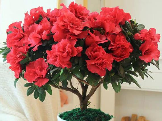 杜鵑花冬天能開花嗎 根據所處環境來養護
