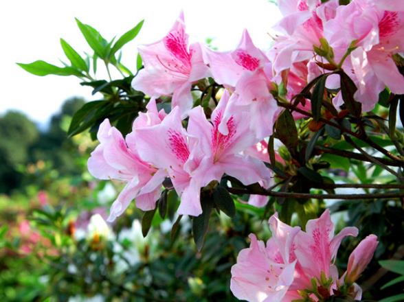 杜鵑花多久澆一次水 根據時間變化澆水避免水淹根部