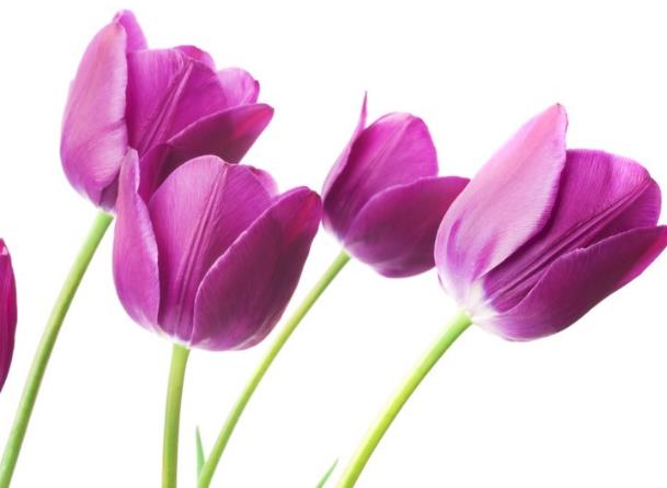 郁金香芽變紅怎么辦 保證施肥合理澆水調整根系深度