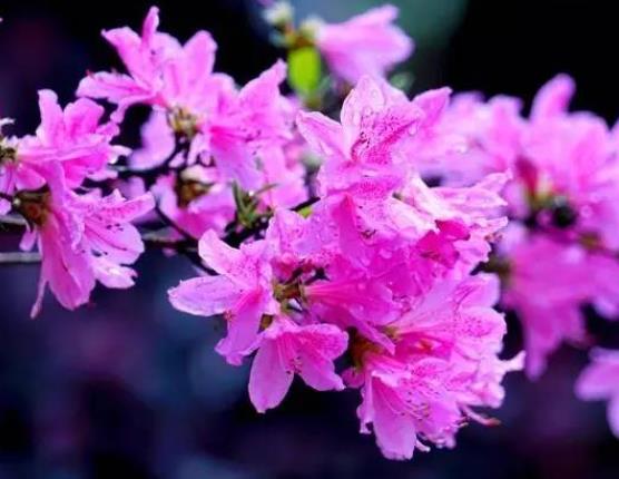 杜鵑花什么季節開花 2-3月份根據種類有不同