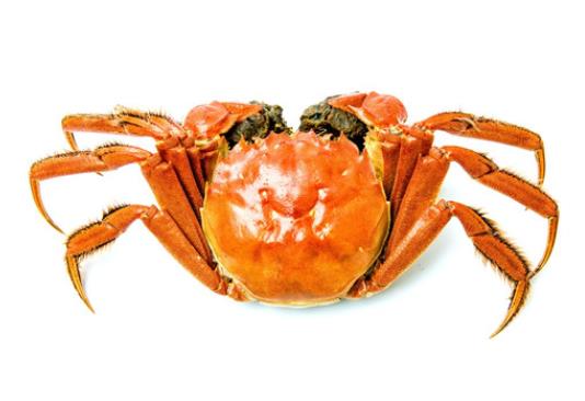 大閘蟹什么月份吃最好 9到11月份肉質厚實味道鮮美