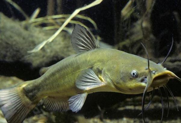 鯰魚怎么處理干凈？鯰魚怎么去除粘液？