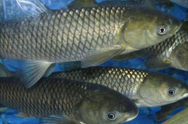 怎么挑選草魚？草魚是海鮮嗎？