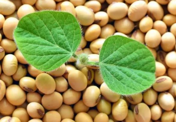浸泡黃豆的水可以打豆漿嗎 滋生細菌等微生物影響健康