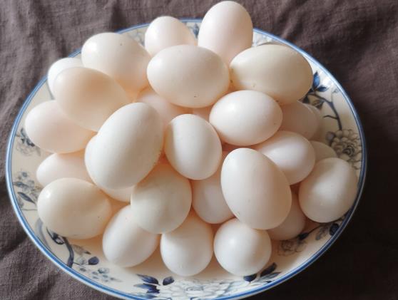 小孩長期吃鴿子蛋好不好 鴿子蛋有哪些營養價值