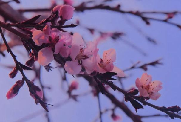桃花蘚和蘚有區(qū)別？怎樣預(yù)防治療桃花癬？