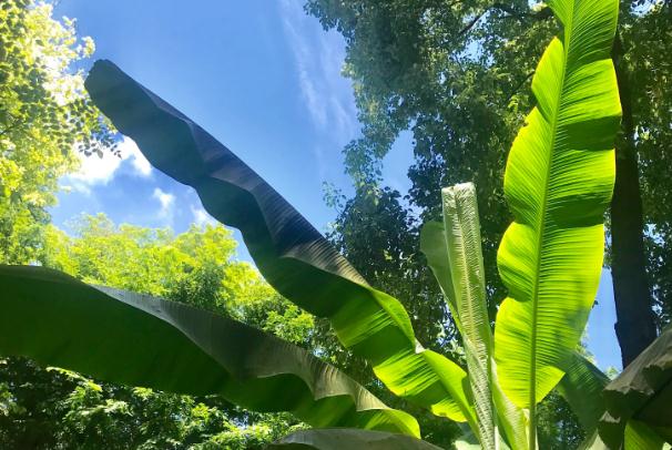 芭蕉可以油炸嗎？芭蕉催熟的方法？