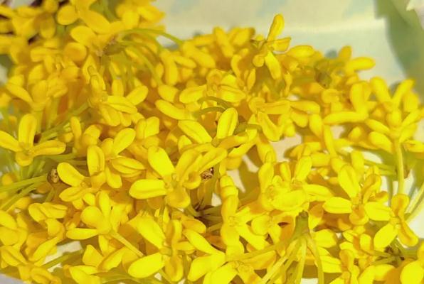 10斤酒放多少桂花 ？桂花酒釀奶茶含酒精嗎？