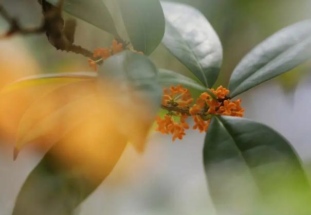 桂花醬能放多久？桂花醬怎么吃？