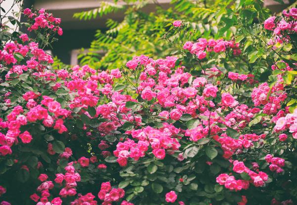 薔薇種子在什么季節種 ？薔薇花什么季節可以換盆？
