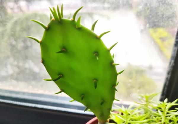 仙人掌不但能減肥，降脂降壓的好食品 ？仙人掌的營養價值？