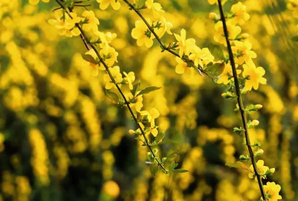 迎春花為什么掉葉子？迎春花是什么顏色？