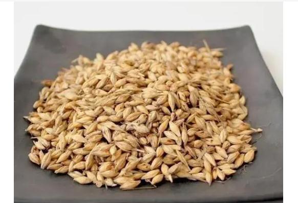 生麥芽是寒性還是熱性？麥芽糖漿的功效與作用有哪些？
