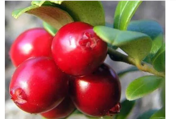 蔓越莓有什么功效作用？蔓越莓有什么營(yíng)養(yǎng)？